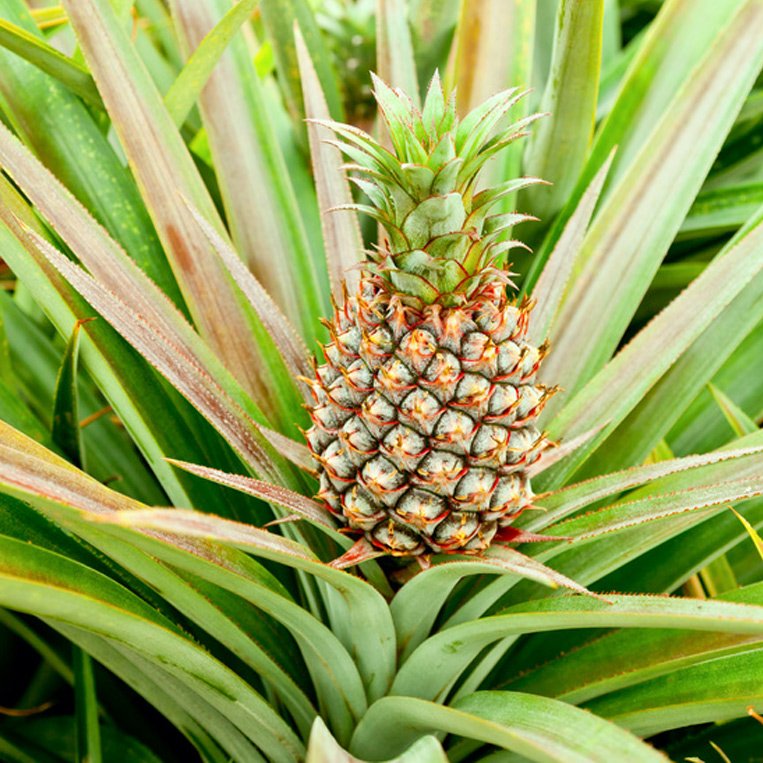 AnanasStücke First Class, bio 400 g Menge 400 g