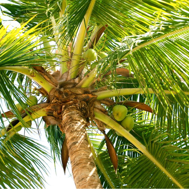 Kokosnuss-Palme